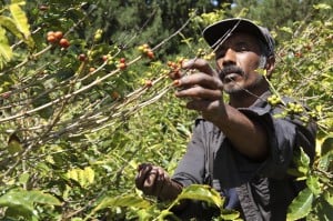 Farmer picking coffee beans