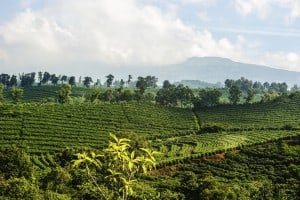 Costa Rican Coffee Farm