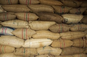 Bags Full of Robusta Beans