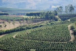 Photo of Brazil Coffee Farm