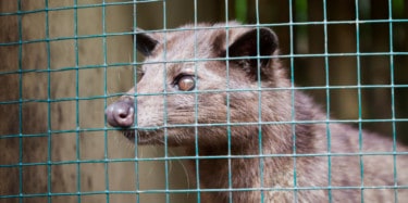 Asian Palm Civet in Cage