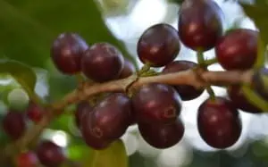 Bourbon Cherries