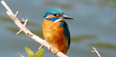 Bird - Kingfisher