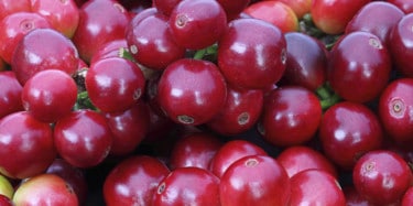 Closeup Image of Red Coffee Cherries