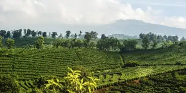 Coffee Farm in Costa Rica