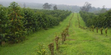 Coffee Trees in Kona, Hawaii