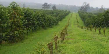 Coffee Trees in Kona, Hawaii