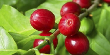 Red Coffee Cherries