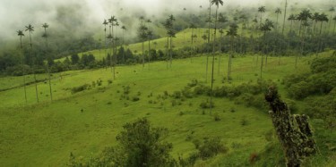 Coffee growing on hillside in Colombia