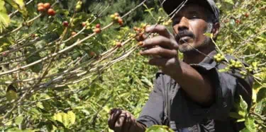 Farmer picking coffee beans