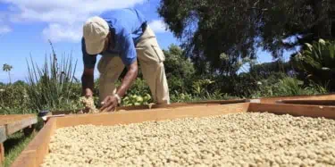 Coffee Farmer at Drying Rack