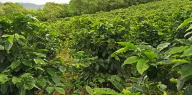 Hillside of Coffee in Guatemala