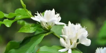 Flowering Coffee Tree