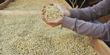 Green Coffee Beans on Drying Rack