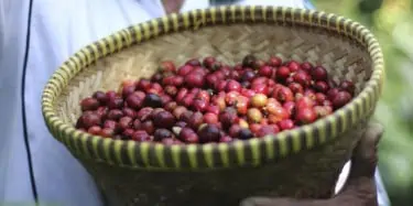 Coffee Cherry in Basket