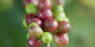 Coffee beans on tree