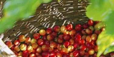 Coffee berries