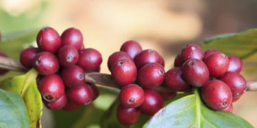 Coffee cherries on coffee tree