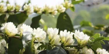 Coffee flowers