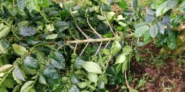 Big Island Coffee Roasters - Damage from Iselle