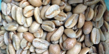Close up of Gesha natural coffee beans