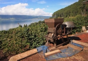 Wet hulling in Sumatra - Photo courtesy of Crop to Cup Coffee
