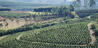 Photo of Brazil Coffee Farm