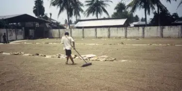 Coffee drying in Sumatra