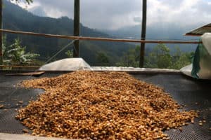 Honey-processed coffees drying in raised beds