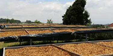 Honey coffees on raised beds in Costa Rica