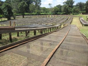 Raised drying beds for parchment coffee at a cooperative in Kenya. 