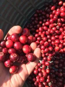 Photo of coffee cherries in Costa Rica