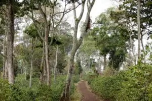 Photo of the lush landscape of Gesha Village