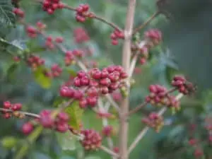 Photo of Gesha tree with ripe cherries.