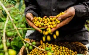 Yellow-fruited coffee cherries being harvested at Finca Los Pinos in Nicaragua.
