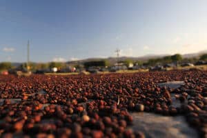 Natural-processed coffee cherries drying at Finca Los Pinos.