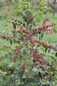 Coffee tree growing in the Guji Highlands of southern Ethiopia