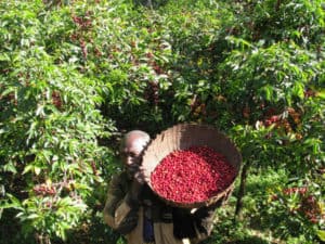 Coffee cherries being harvested in the Yirgacheffe 