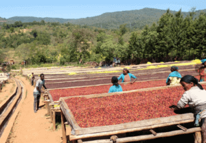 Coffee cherries drying on raised beds at the Worka Cooperative