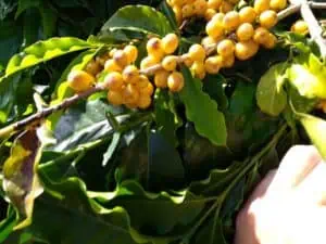 Yellow Catuai cherries produced by Isley de Alancar, Jr. and Denise Dubowski at Fazenda Santa Tereza.