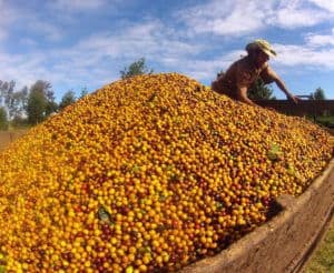 Image of harvesting yellow-fruited varieties at Chapada Diamantina. Courtesy of Luca Allegro.