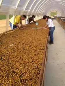 Image of sorting coffee cherries as they dry at Fazenda Klem. Courtesy of Hatch Coffee.