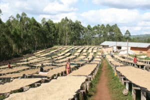 Coffee drying on raised beds in Burundi.