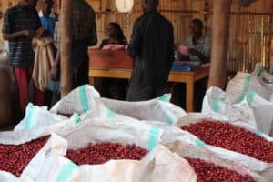 Photo of farmers bringing coffee cherries to the weighing station in Kayanza Province, Burundi.