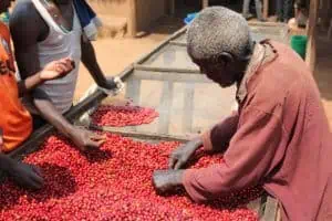Photo: sorting coffee cherries in Kayanza Province, Burundi.