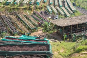 Photo of natural-processed coffees drying in the sun in Burundi. 