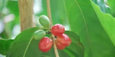 Coffee Cherries on Tree