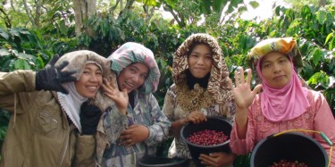 Women of Ketiara Cooperative harvesting coffee