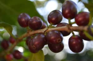 Fruit of the Bourbon variety of Arabica