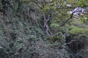 Coffee growing on the hillside at Finca Himalaya in El Salvador